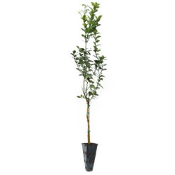 Key Lime Tree -Flourish Garden LIM KEY 34 C