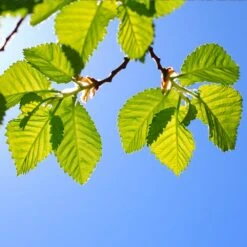 Lacebark Chinese Elm Tree 11 Lacebark Chinese Elm Tree -Flourish Garden Lacebark Chinese Elm 1 FGT