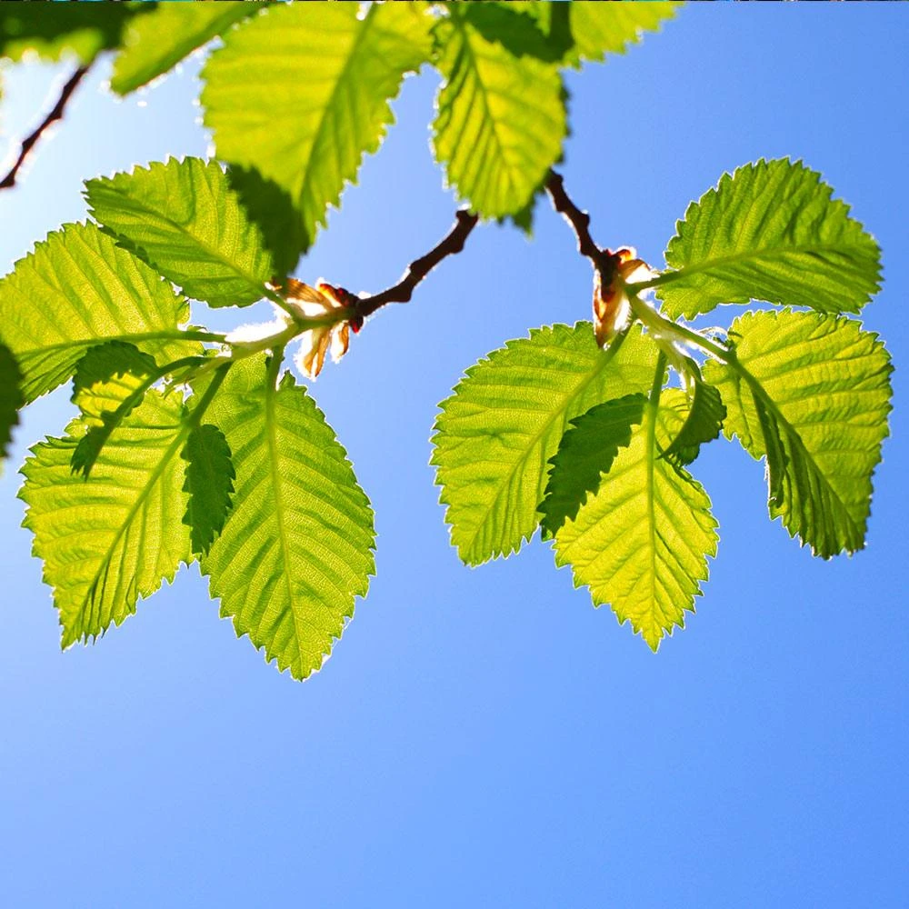 Lacebark Chinese Elm Tree 5 Lacebark Chinese Elm Tree - Image 5