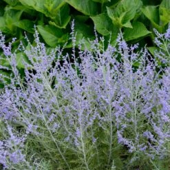 Lacey Blue Russian Sage -Flourish Garden Lacey Blue Russian Sage 1