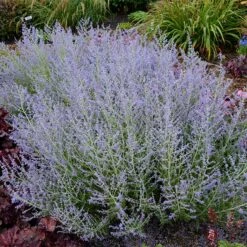 Lacey Blue Russian Sage