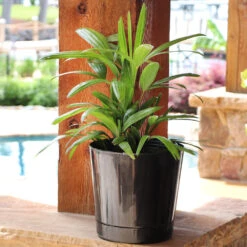 Lady Palm Tree 16 Lady Palm Tree -Flourish Garden Lady Palm 10