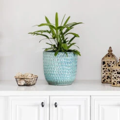 Lady Palm Tree 15 Lady Palm Tree -Flourish Garden Lady Palm 1 FGT