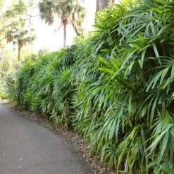 Lady Palm Tree 14 Lady Palm Tree -Flourish Garden Lady Palm 7