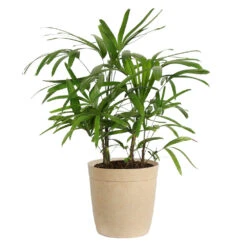 Lady Palm Tree 18 Lady Palm Tree -Flourish Garden Lady Palm Beige Delilah