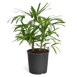 Lady Palm Tree 19 Lady Palm Tree -Flourish Garden Lady Palm Standard