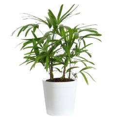 Lady Palm Tree 17 Lady Palm Tree -Flourish Garden Lady Palm White Delilah