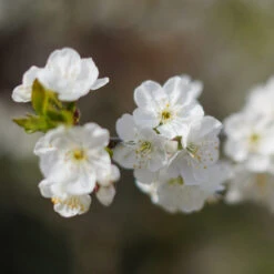 Cherry Pollinator Pack -Flourish Garden Lapins Cherry Tree 4be6809a e834 4880 9e9a 9ebb1555a7d2