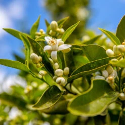 Lane Late Navel Orange 7 Lane Late Navel Orange -Flourish Garden Late Lane Orange 1