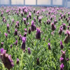 Lavender Standard Topiary Tree 8 Lavender Standard Topiary Tree -Flourish Garden Lavender Trees 1
