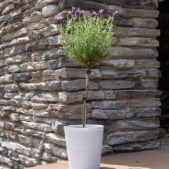 Lavender Standard Topiary Tree 9 Lavender Standard Topiary Tree -Flourish Garden Lavender Trees 2