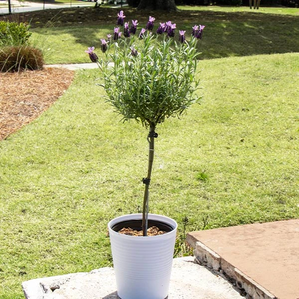 Lavender Standard Topiary Tree 1 Lavender Standard Topiary Tree