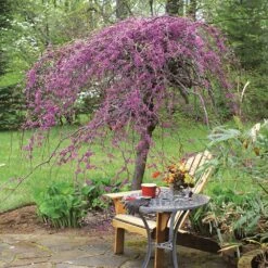 Lavender Twist® Weeping Redbud Tree 6 Lavender Twist® Weeping Redbud Tree -Flourish Garden Lavender Twist Redbud 1