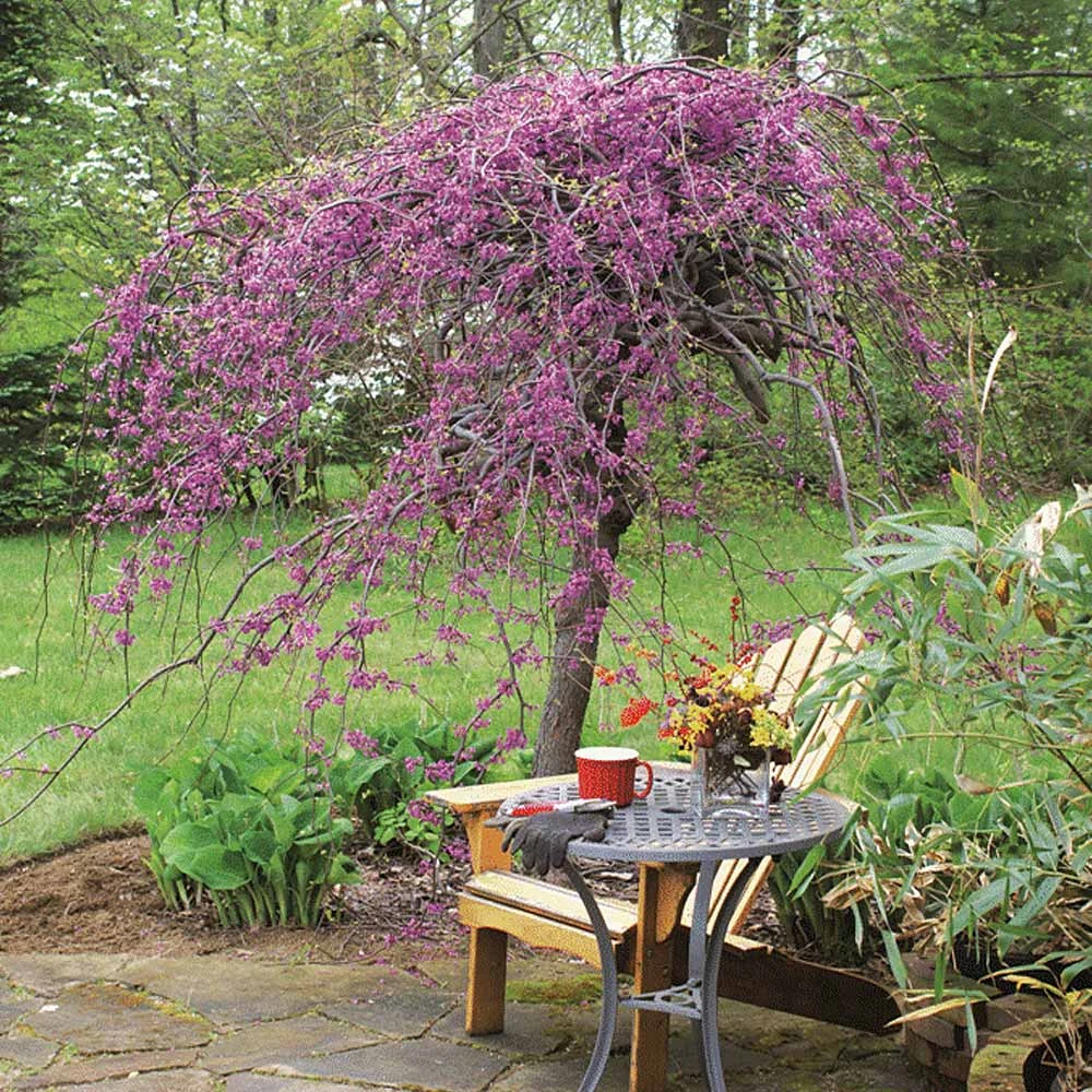 Lavender Twist® Weeping Redbud Tree 3 Lavender Twist® Weeping Redbud Tree - Image 3