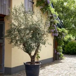 Lecciana Olive Tree -Flourish Garden Lecciana Olive Tree 2