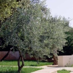 Lecciana Olive Tree -Flourish Garden Lecciana Olive Tree 3