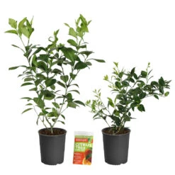 Meyer Lemon + Key Lime Bush Pack -Flourish Garden Lemon and LimeBushes 2