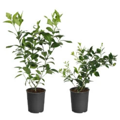 Meyer Lemon + Key Lime Bush Pack -Flourish Garden Lemon and LimeBushes 5ed8c5a7 14fa 4c58 93bb 9b06a0c16cba