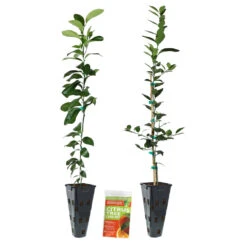 Meyer Lemon + Key Lime Tree Pack -Flourish Garden Lemon and LimeTrees2