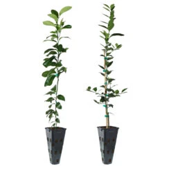 Meyer Lemon + Key Lime Tree Pack -Flourish Garden Lemon and LimeTrees 91ce8611 fcee 4431 8480 d36e7e121b7e