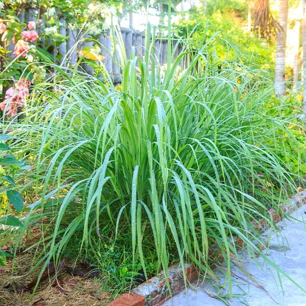 Lemon Grass Plant (Cymbopogon Citratus) 1 Lemon Grass Plant (Cymbopogon Citratus)
