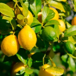 Front Page 33 Lemon-Lime Citrus Tree