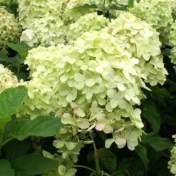 Limelight Hydrangea Shrub 9 Limelight Hydrangea Shrub -Flourish Garden Limelight Hydrangea 2 FGT