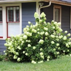 Limelight Hydrangea Shrub 11 Limelight Hydrangea Shrub -Flourish Garden Limelight Hydrangea 4 FGT
