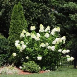 Limelight Hydrangea Shrub 10 Limelight Hydrangea Shrub -Flourish Garden Limelight Hydrangea 5 FGT