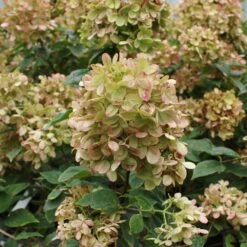 Limelight Hydrangea Tree -Flourish Garden Limelight Hydrangea Tree 5 FGT