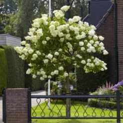 Limelight Hydrangea Tree -Flourish Garden Limelight Hydrangea Tree 6 FGT