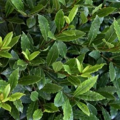 Little Ragu® Sweet Bay Shrub -Flourish Garden Little Ragu Sweet Bay 2