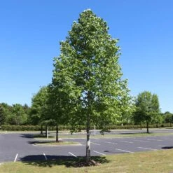 Tulip Poplar 'Little Volunteer' 9 Tulip Poplar 'Little Volunteer' -Flourish Garden Little Volunteer Poplar 1