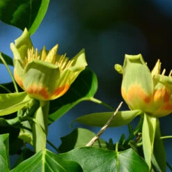 Tulip Poplar 'Little Volunteer' 7 Tulip Poplar 'Little Volunteer' -Flourish Garden Little Volunteer Poplar 2