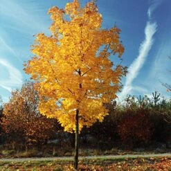 Tulip Poplar 'Little Volunteer' 8 Tulip Poplar 'Little Volunteer' -Flourish Garden Little Volunteer Poplar 3