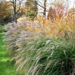 Little Kitten Maiden Grass -Flourish Garden Little kitten Madien Grass 1