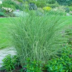 Front Page -Flourish Garden Little kitten Madien Grass 2