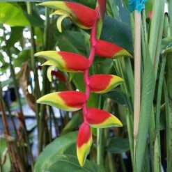 Lobster Claw Plant -Flourish Garden Lobster Claw 6