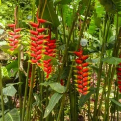 Lobster Claw Plant -Flourish Garden Lobster Claw 7 FGT