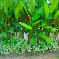 Lobster Claw Plant -Flourish Garden Lobster Claw 9