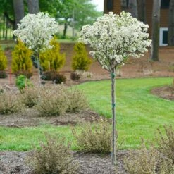 Lollipop® Crabapple Tree 8 Lollipop® Crabapple Tree -Flourish Garden Lollipop Crabapple 4