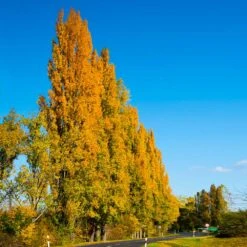 Lombardy Poplar Tree -Flourish Garden Lombardy Poplar 5 FGT