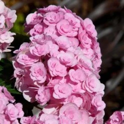 Love Hydrangea -Flourish Garden Love Hydrangea 2 FGT