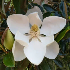 Little Gem Magnolia Tree -Flourish Garden Lttle Gem Magnolia 2 FGT