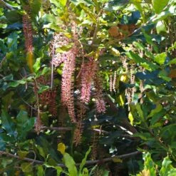 Macadamia Nut Tree 10 Macadamia Nut Tree -Flourish Garden Macadamia Nut Tree 2