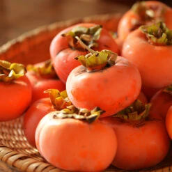 Weeping Persimmon 5 Weeping Persimmon -Flourish Garden Magic Fountain Weeping Persimmon 2