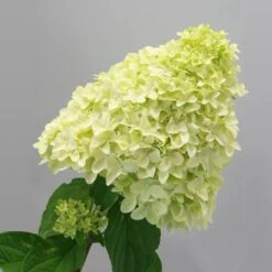 Magical® Candle Hydrangea Shrub -Flourish Garden Magical Candle 2