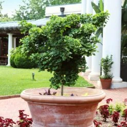 Ginkgo Biloba 'Mariken' Tree 9 Ginkgo Biloba 'Mariken' Tree -Flourish Garden Mairken Ginkgo 1 FGT