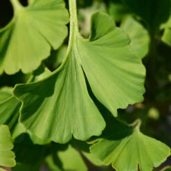 Ginkgo Biloba 'Mariken' Tree 11 Ginkgo Biloba 'Mariken' Tree -Flourish Garden Mairken Ginkgo 4 FGT