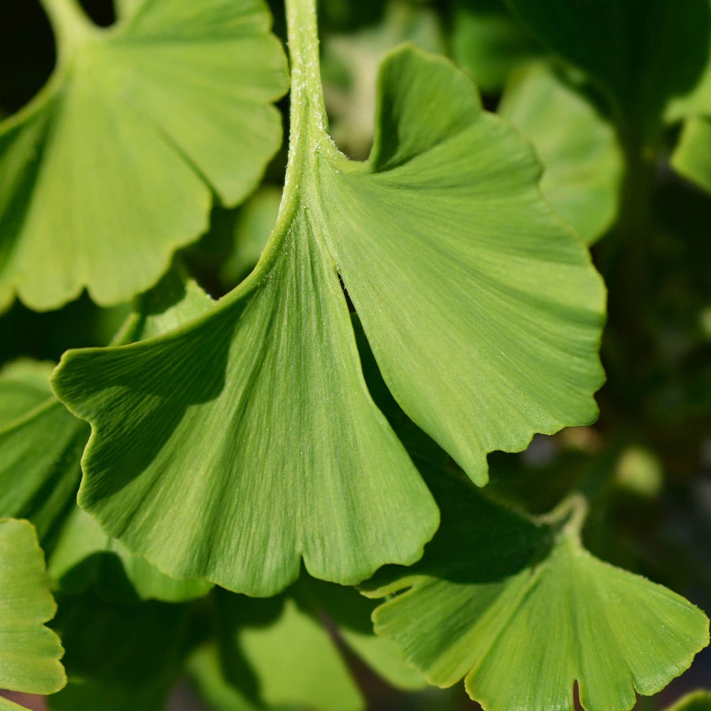 Ginkgo Biloba 'Mariken' Tree 6 Ginkgo Biloba 'Mariken' Tree - Image 6